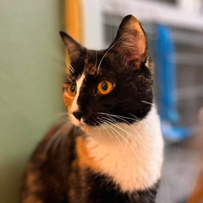 photo-chat-menthe