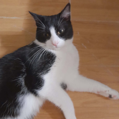 photo-chat-basilic