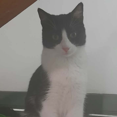 photo-chat-basilic