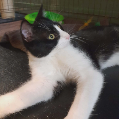photo-chat-basilic