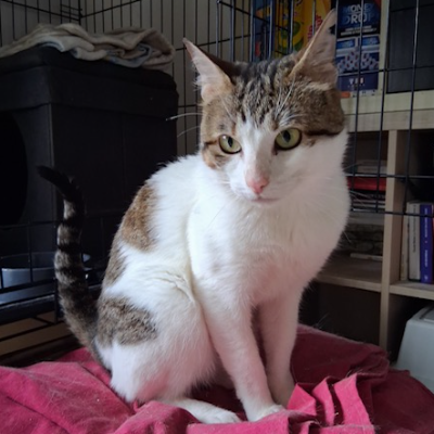 photo-chat-merlin