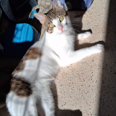 photo-chat-merlin
