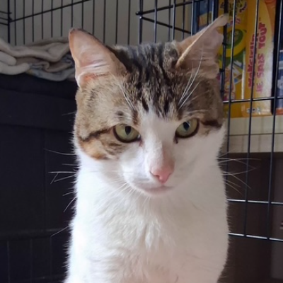 photo-chat-merlin