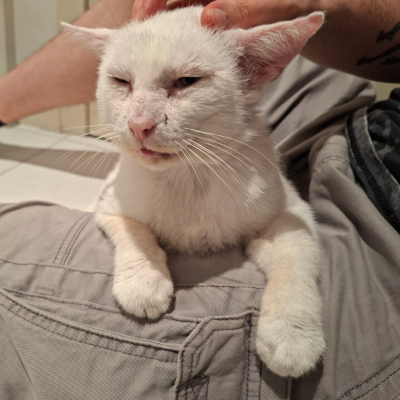photo-chat-abbadon