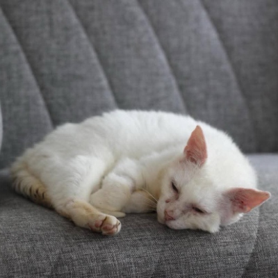 photo-chat-abbadon