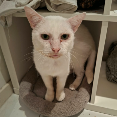 photo-chat-abbadon