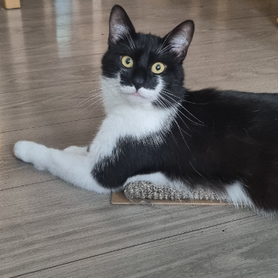 photo-chat-tuxedo