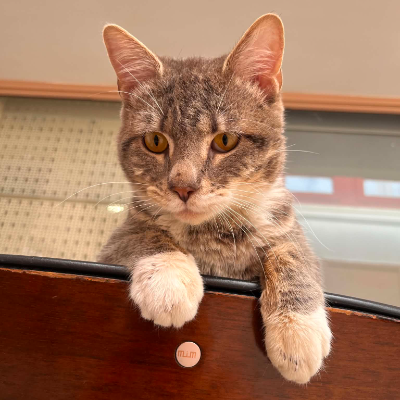 photo-chat-ghus