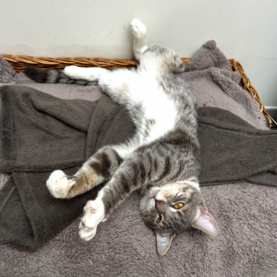 photo-chat-ghus