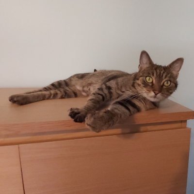 photo-chat-mel