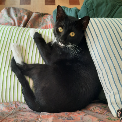 photo-chat-chouchou