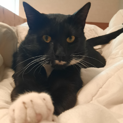 photo-chat-chouchou