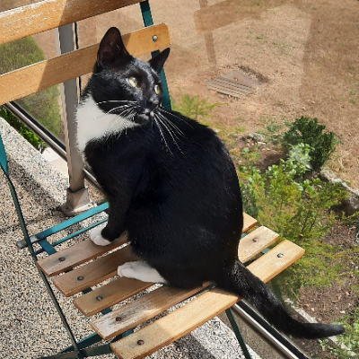 photo-chat-chouchou