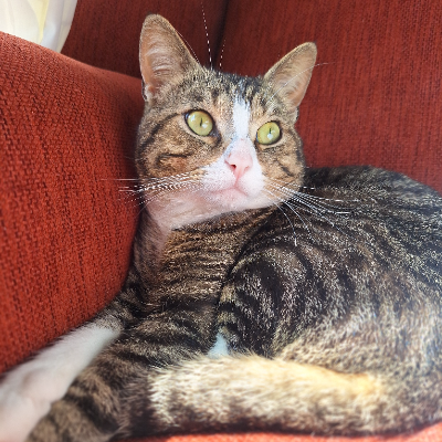 photo-chat-dalì