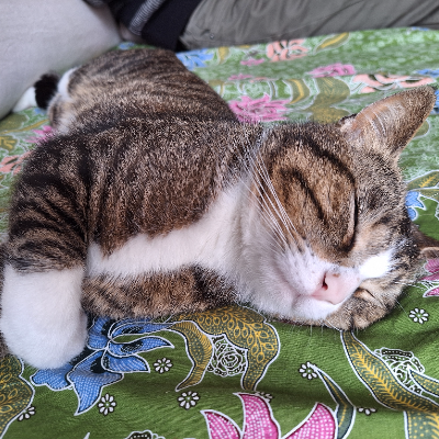 photo-chat-dalì