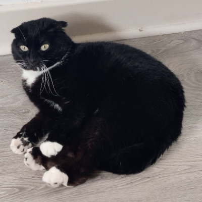 photo-chat-paolo