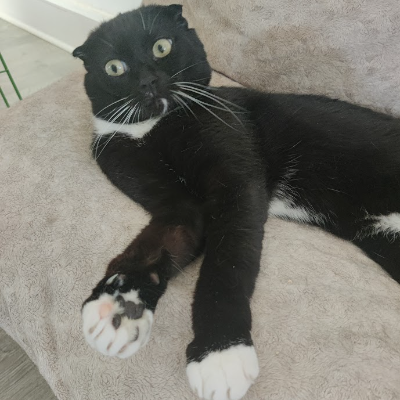 photo-chat-paolo