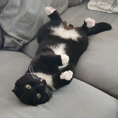 photo-chat-paolo