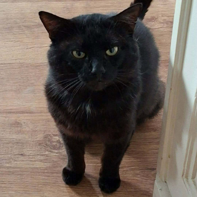 photo-chat-amon