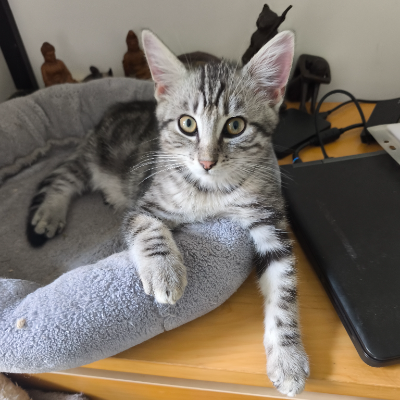photo-chat-eros