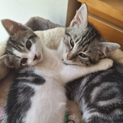 photo-chat-eros