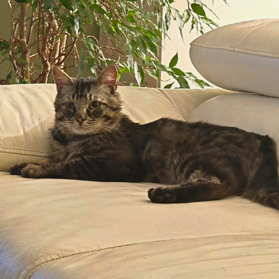 photo-chat-anatole