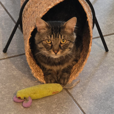 photo-chat-anatole