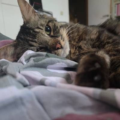 photo-chat-anatole