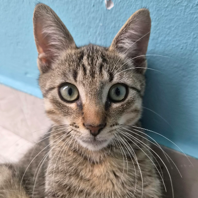 photo-chat-roméo