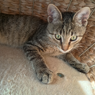 photo-chat-roméo