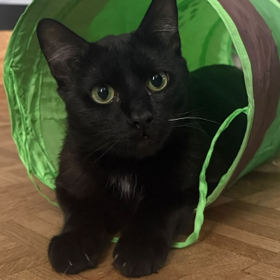 photo-chat-merguez