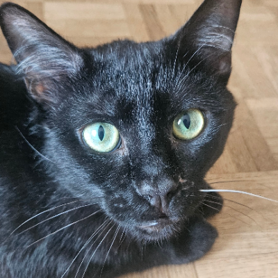 photo-chat-merguez