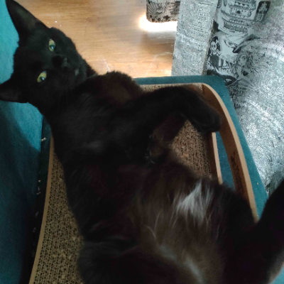 photo-chat-lahabrea