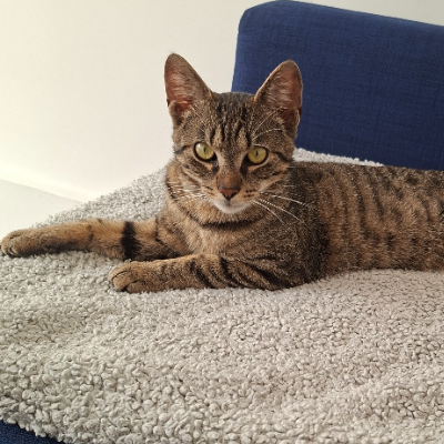 photo-chat-fiat
