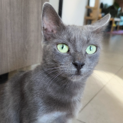 photo-chat-zoli