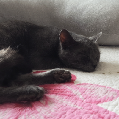 photo-chat-zoli
