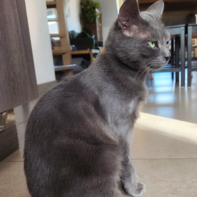photo-chat-zoli