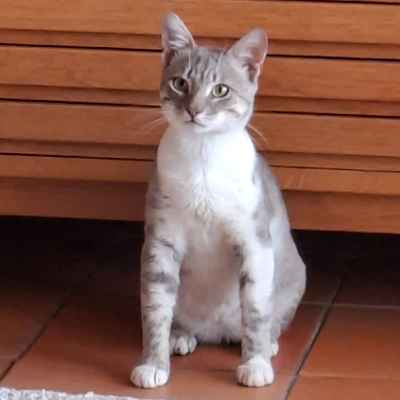 photo-chat-stéréo 