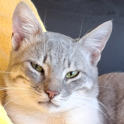 photo-chat-stéréo 