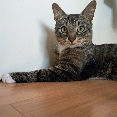 photo-chat-momo