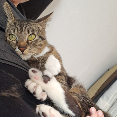 photo-chat-momo