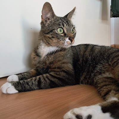 photo-chat-momo