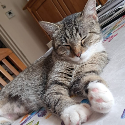photo-chat-citronade