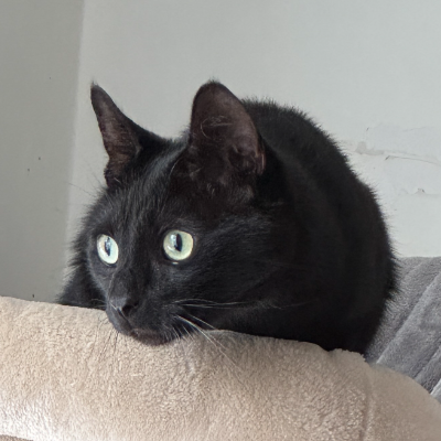 photo-chat-monki