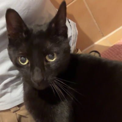photo-chat-monki