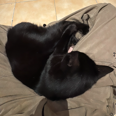 photo-chat-monki