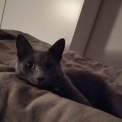 photo-chat-augar