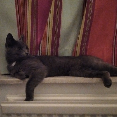 photo-chat-augar