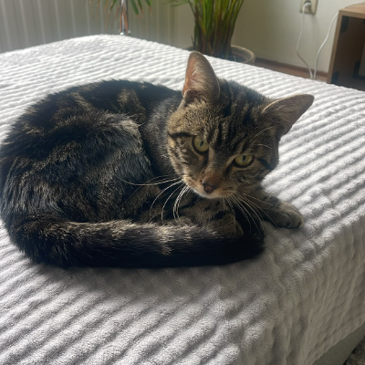 photo-chat-cassian