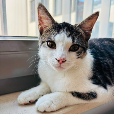 photo-chat-chutki